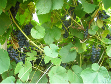 16.08.2015 P8160163.JPG