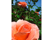 In-the-garden-1378117.jpg