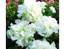 ������� ��������