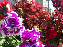 DSCN4418-1.JPG