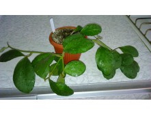 Hoya waymaniae - ���� �������.- ������ �������� �������� ....