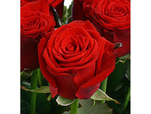 ���� ������ �������