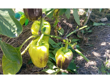 IMG 20150810 122509.jpg