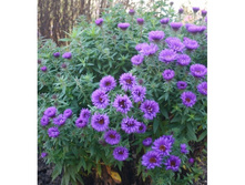 ����� �������������� Purple dome-150�