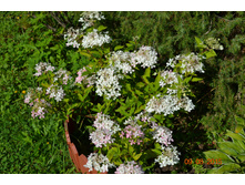 ������ ��ԣ���