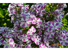 �����. ����� �������� ����.