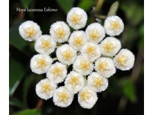Hoya lacunosa Eskimo