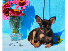 �.� �������