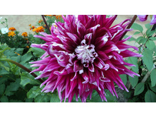 №19 �����.jpg