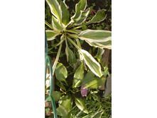 2015-08-24-466.jpg