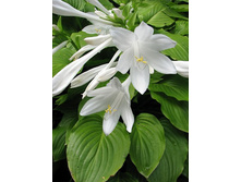 ����� ����������� 150