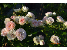 �������� (������ ���������)