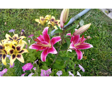 IMG 20150806 104712.jpg