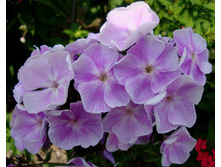 ���������(������)