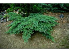 ������������ ��������