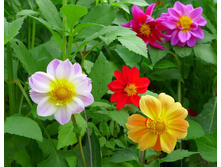 ������� ������