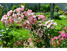 Alden Biesen (����)