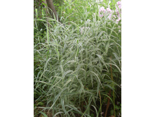 �������� 70