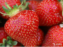 �������� ������� ���� 55,5 ���.jpg