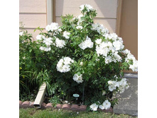 ������ ���� �����(�)