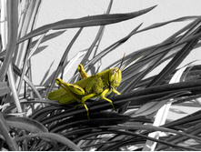 Where-is-the-little-grasshopper-2-1378188.jpg