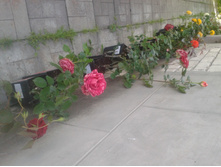 ����� 2015�.