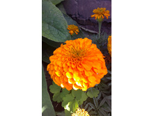 ������ 2015�.