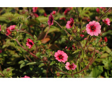 �������� ���������� ���� �������� 120