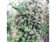 ��������� ��������� ����� 110