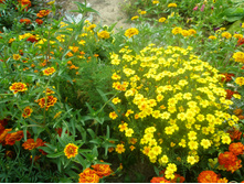 16.08.2015 P8160175.JPG