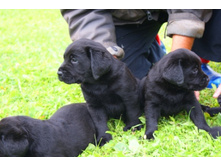 ����� ������� - �������-�������-�������