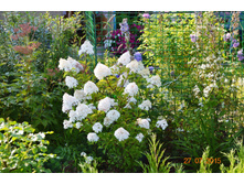 ������ �����