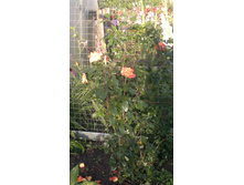 2015-08-24-459.jpg
