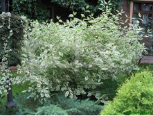 ����� ����� 150