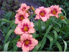 �������� ��������� �����