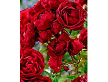 ������� ����� (�)