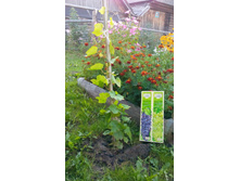 IMG 20150814 174640.jpg