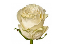 ���� ��������