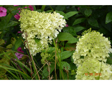 ��ԣ��� ��������