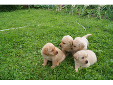 ���� ������� ��������