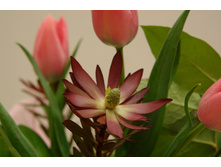 Tulip-1377506.jpg
