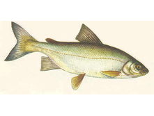 ��� ���������