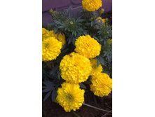 ������ 2015�.