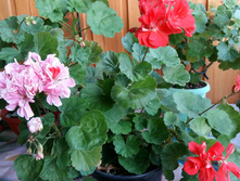 ����������� Pink Ice