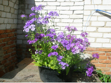 16.08.2015 P8160162.JPG