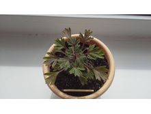 ���������� Urchin