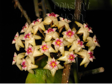 Hoya Rigida IML1424- ������ �������� .....