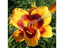 �������� ���� ��� ������.jpg