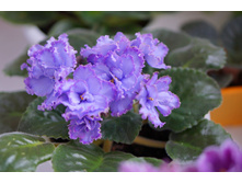 ������� ������