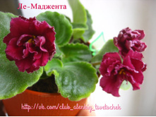 ��-�������� (������ ����� ��������)